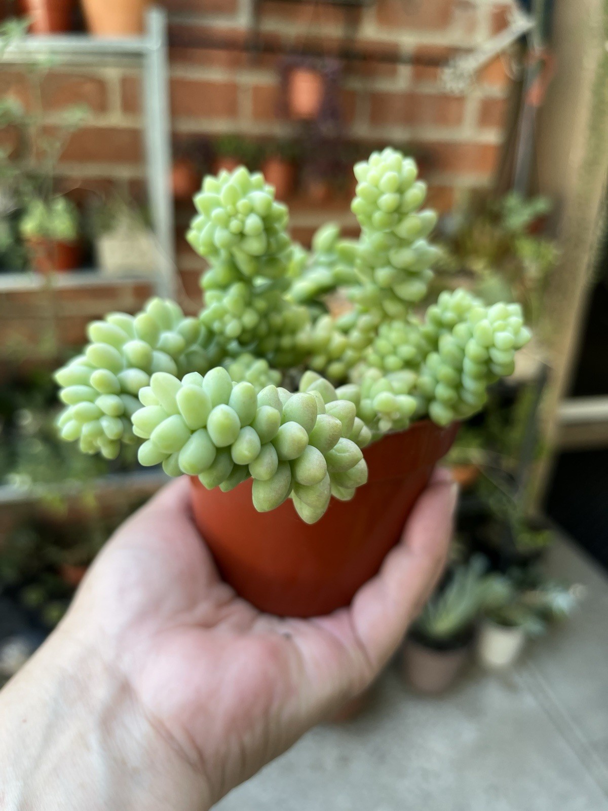 Burro’s Tail – Live Starter Plants in 4” Inch Pots – Sedum Morganianum
