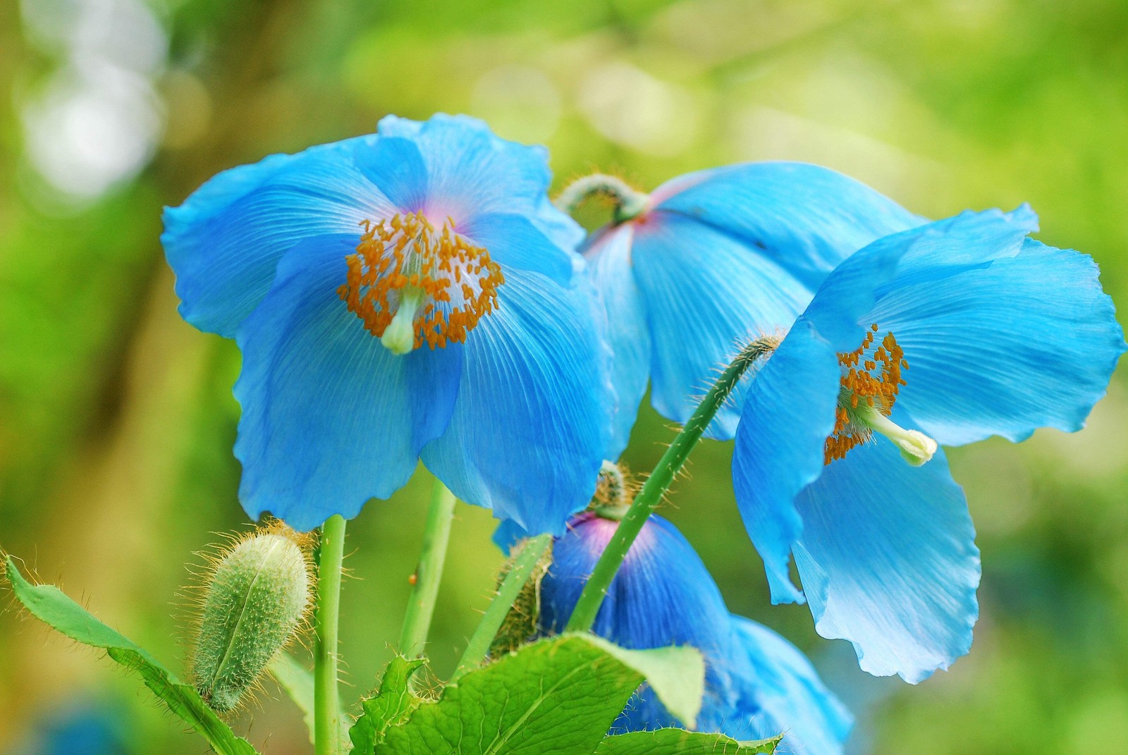 10 MIXED HIMALAYAN POPPY Blue Red Violet Meconopsis Napaulensis Mix Flower Seeds