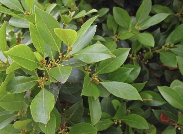 Bay Laurel Tree Ten Stem Cuttings For Propagation Culinary Plant Bay Leaf