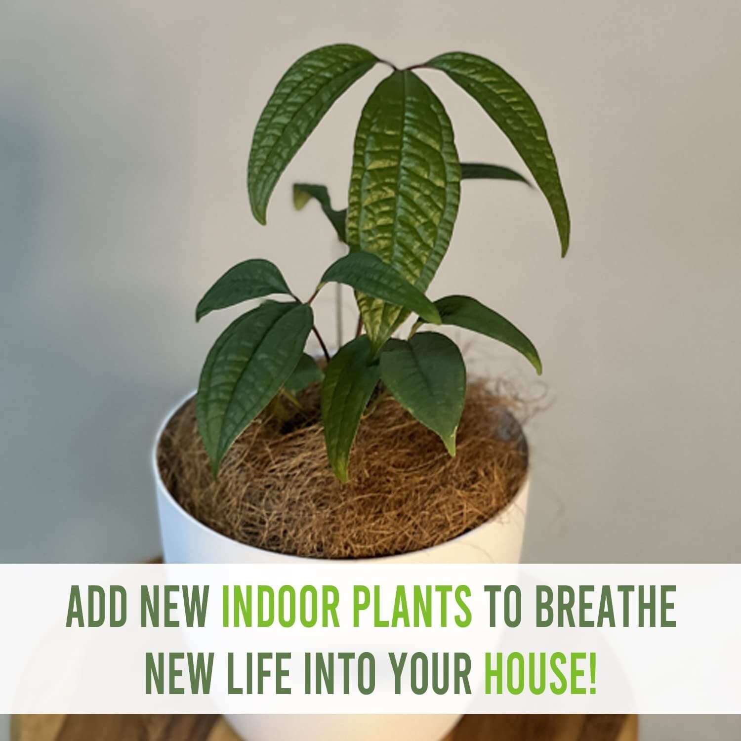 Anthurium Arisaemoides by LEAL PLANTS ECUADOR Live Plants| house plants