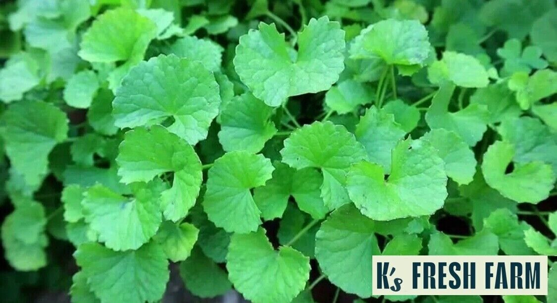 Pennywort, Gotu Kola Seeds (Big Leaf/Small Leaf) Hạt Giống Rau Má(Lá Lớn/Lá Nhỏ)