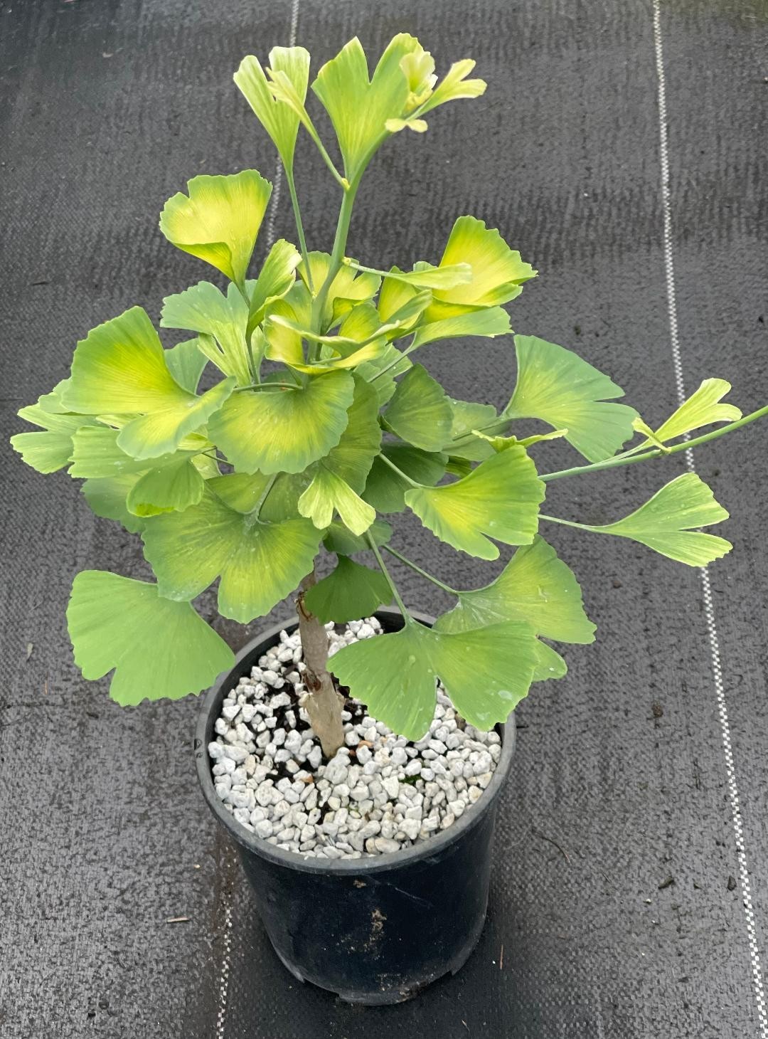 Ginkgo biloba ‘Snow Cloud’ (Snow Cloud Maidenhair Tree), one gallon