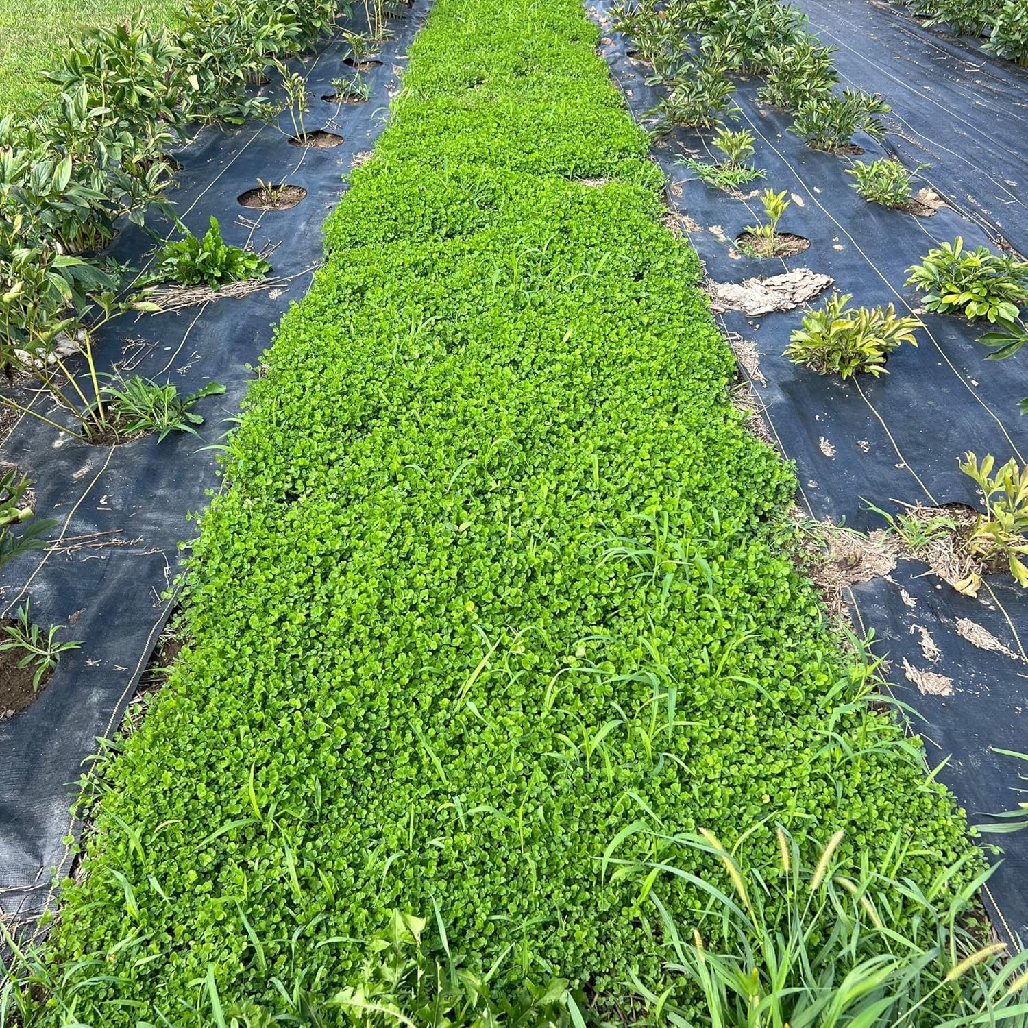 Micro Clover Seeds for Lawn – Microclover Seed for Planting – 4 Oz. ~100000 See