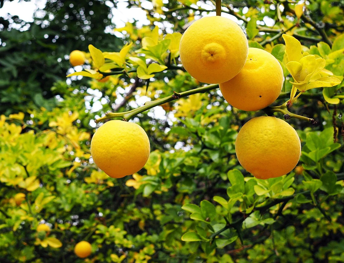 Hardy Orange Tree (Trifoliate) Seeds – For 2026 Planting Poncirus Trifoliata
