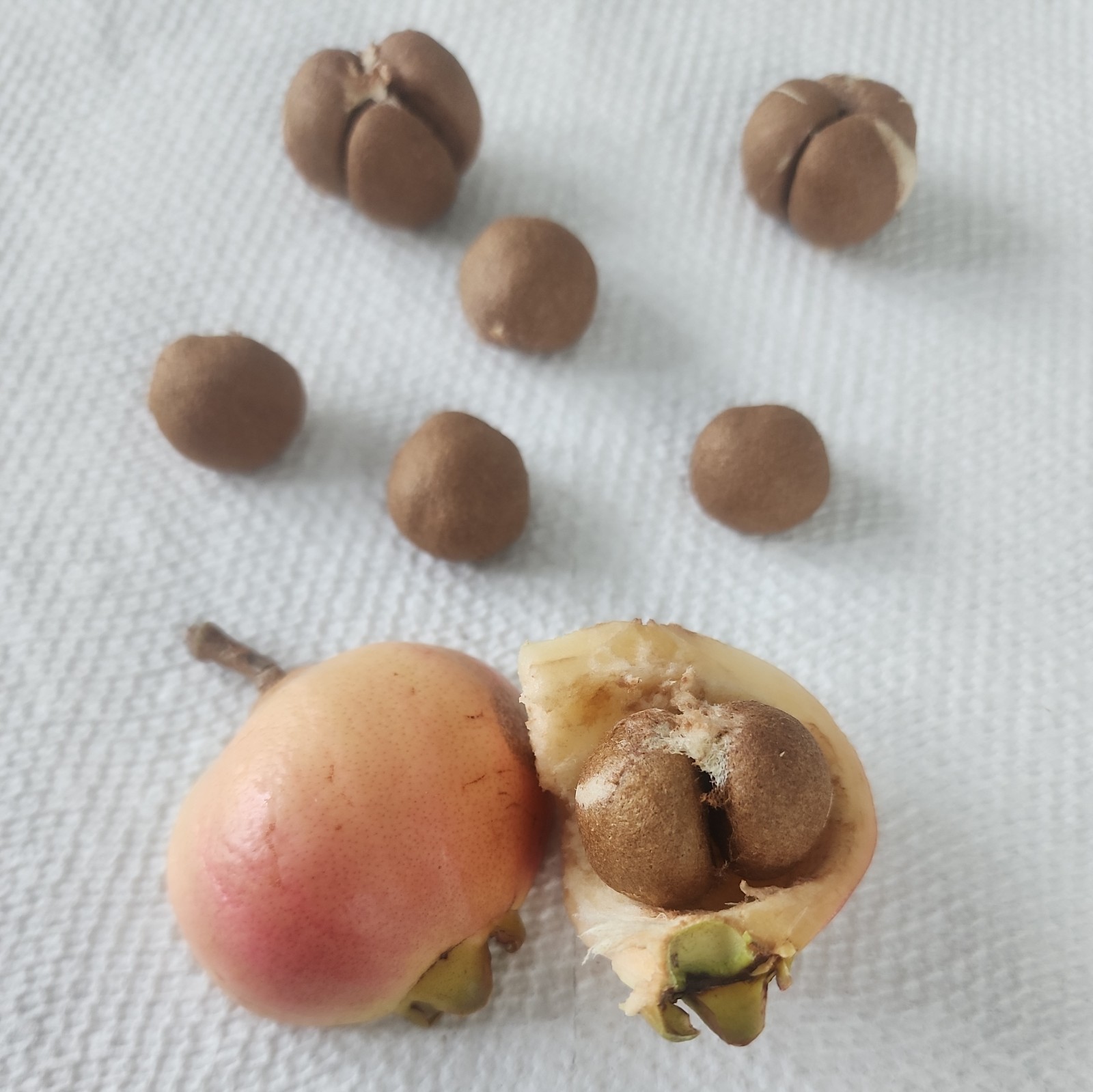 12 Rose apple seeds, Fruit Syzygium Jambos seeds, fresh seeds large fruit