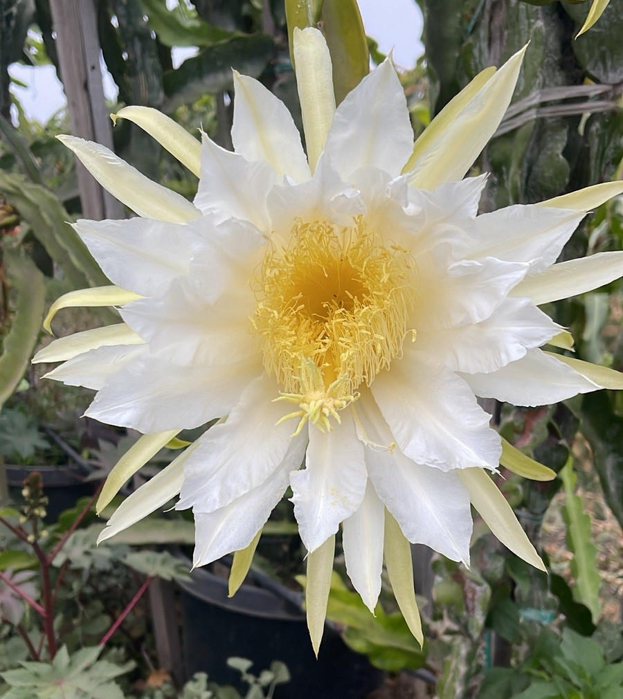 Mature “ PAUL THOMPSON’S 6-S” Dragon Fruit Cuttings