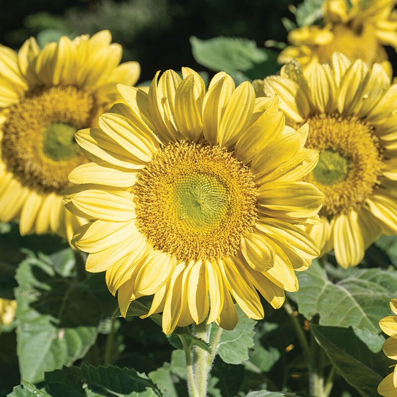 ProCut Lemon Lite Sunflower New for 2026! 10 Seeds Free Shipping!