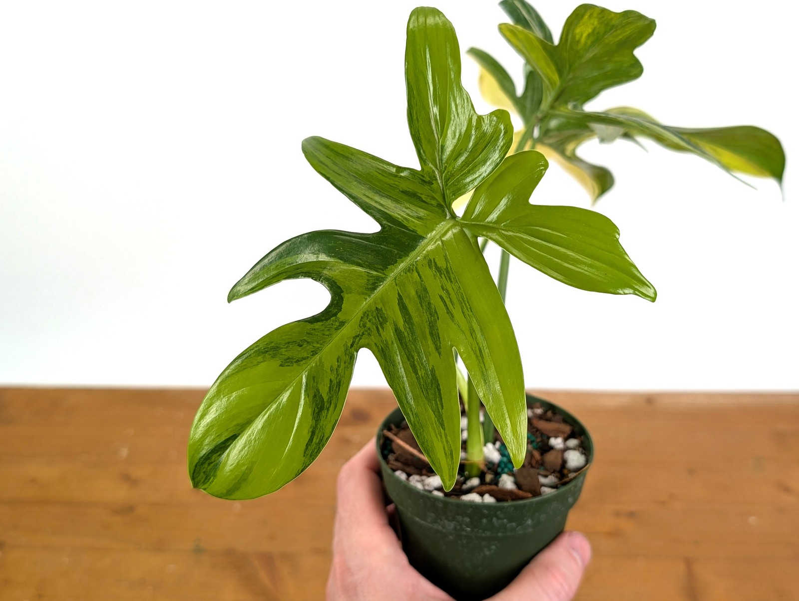 Philodendron Pedatum Variegated – Exact Plant #52A Exact Plant 4″ Pot: #52A