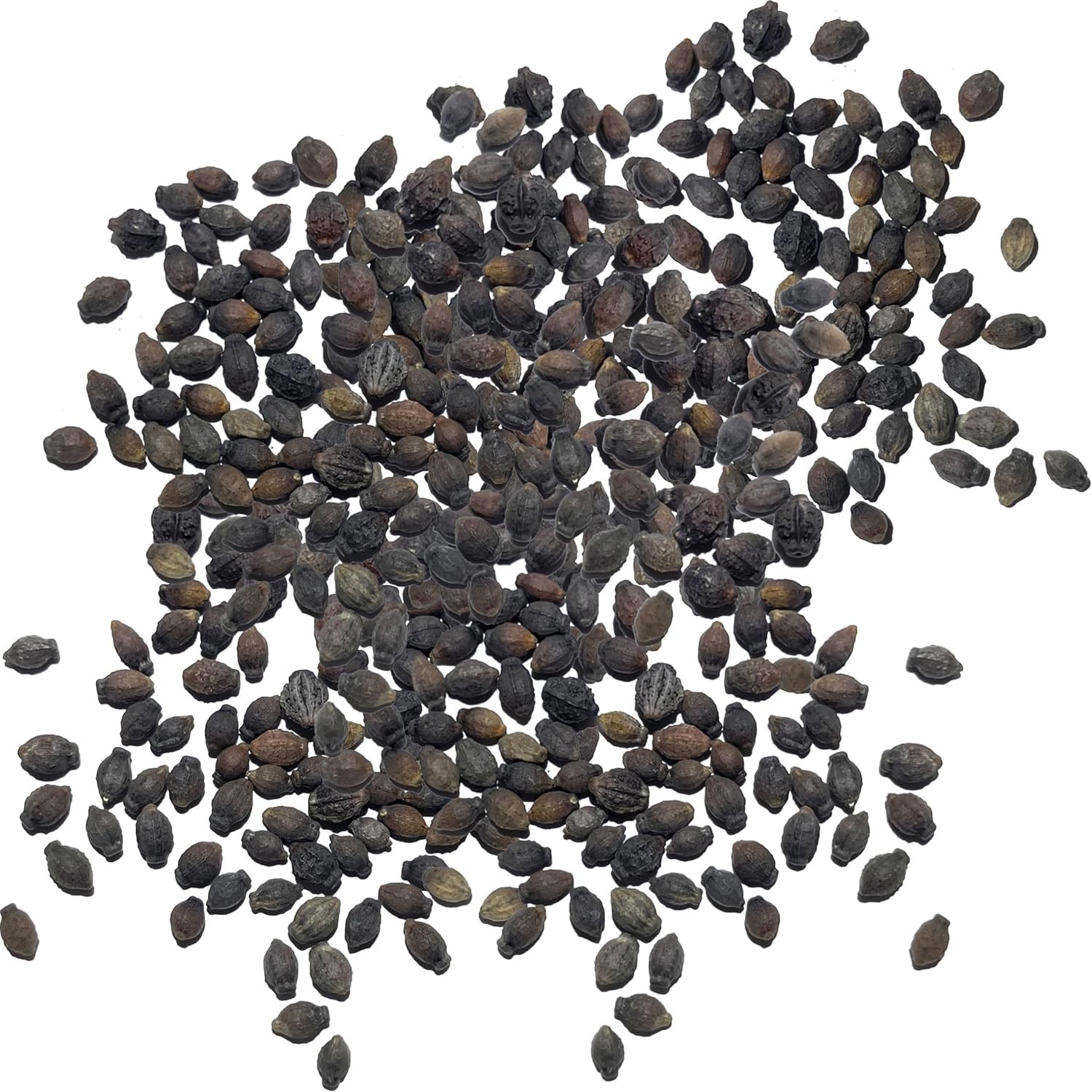 Attract Pollinators with 300+ Heirloom Four O’ Clock Flower Seeds – Mixed Colors