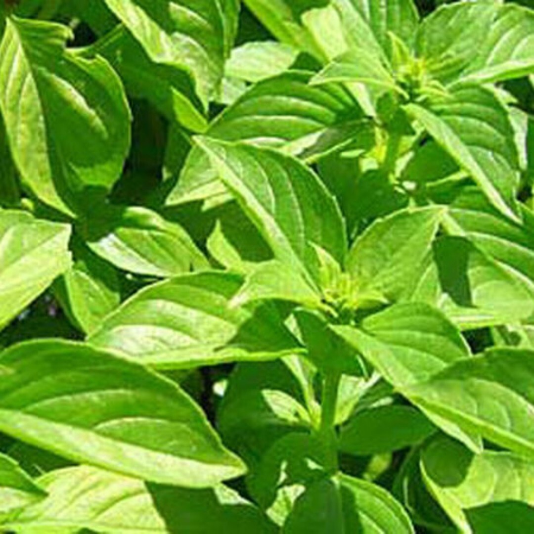600 Lemon Basil Seeds | Non-GMO | Herb Seeds |