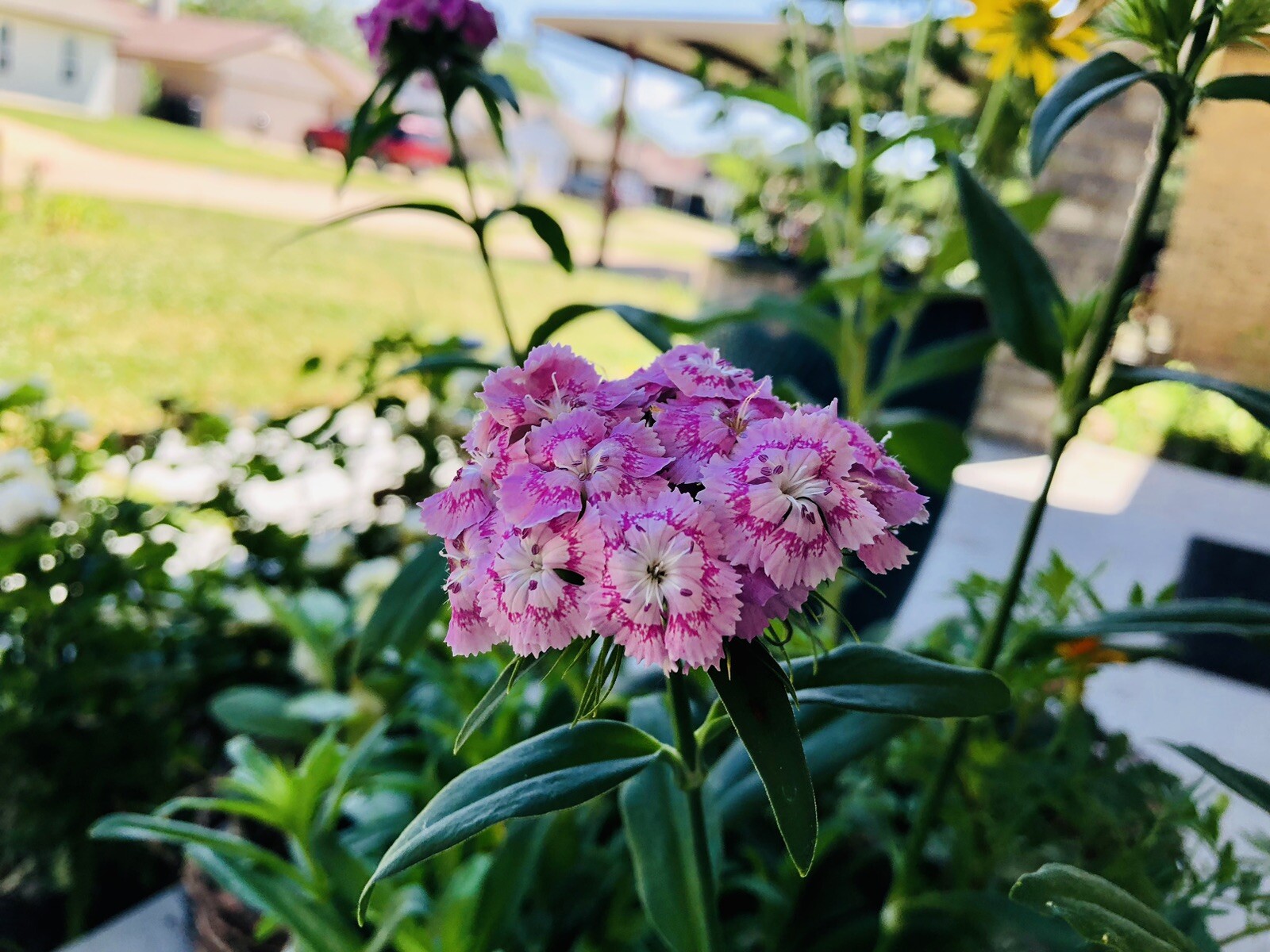 150 Pink BICOLOR SWEET WILLIAM Seeds (Dianthus barbatus) Perennial Flower