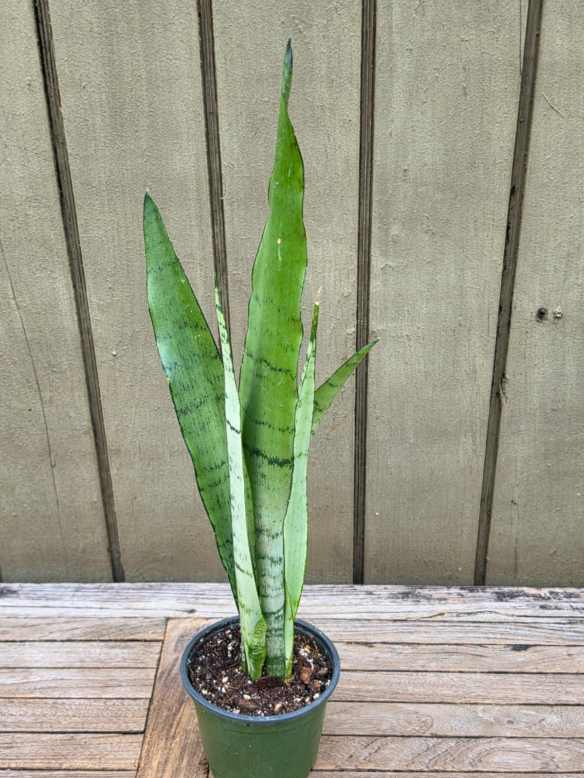 Sansevieria Zeylanica ‘Spearmint’ Rare succulent 4”pot