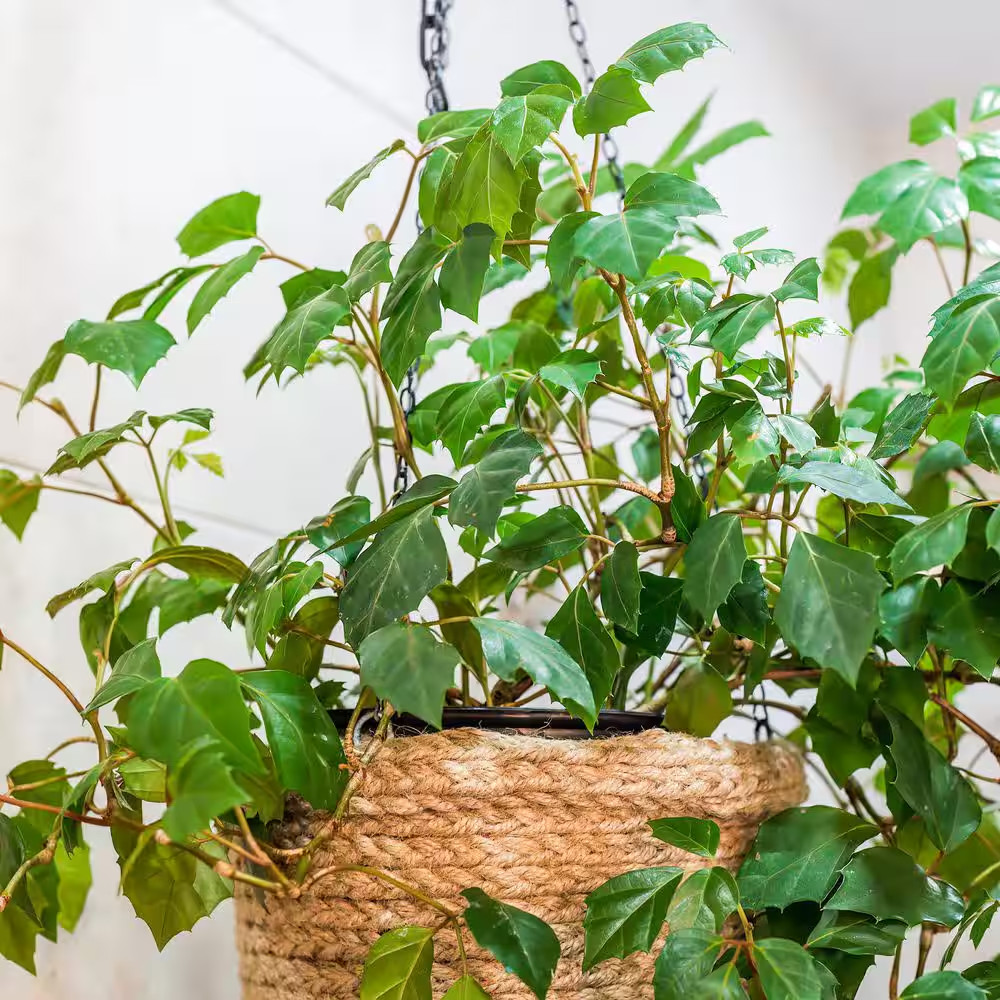 6 In. Cissus Rhombifolia Grape Leaf Plant in Grower Container