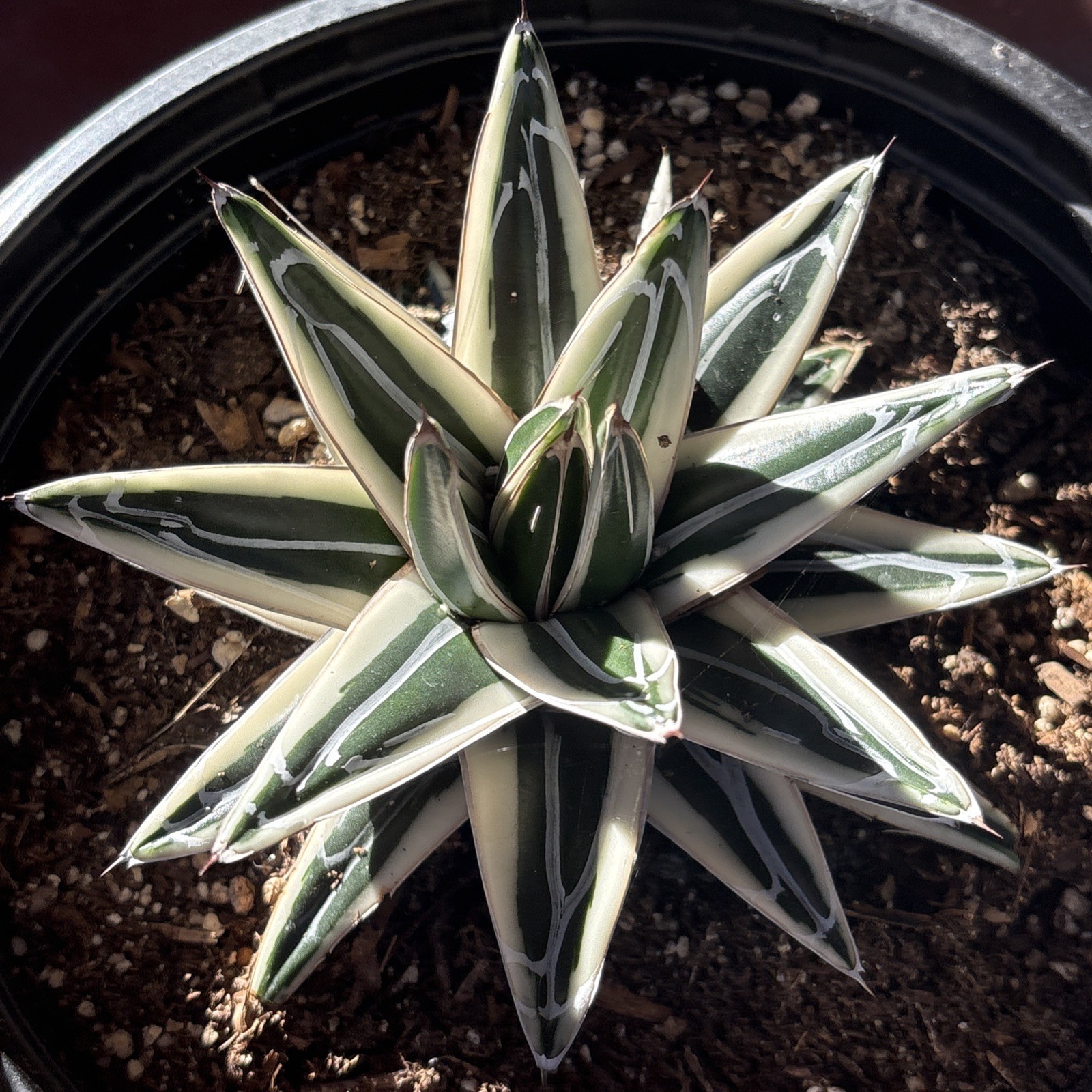 Agave White Rhino (Agave Victoriae Reginae ) ‘Albomarginata’ 8 in pot