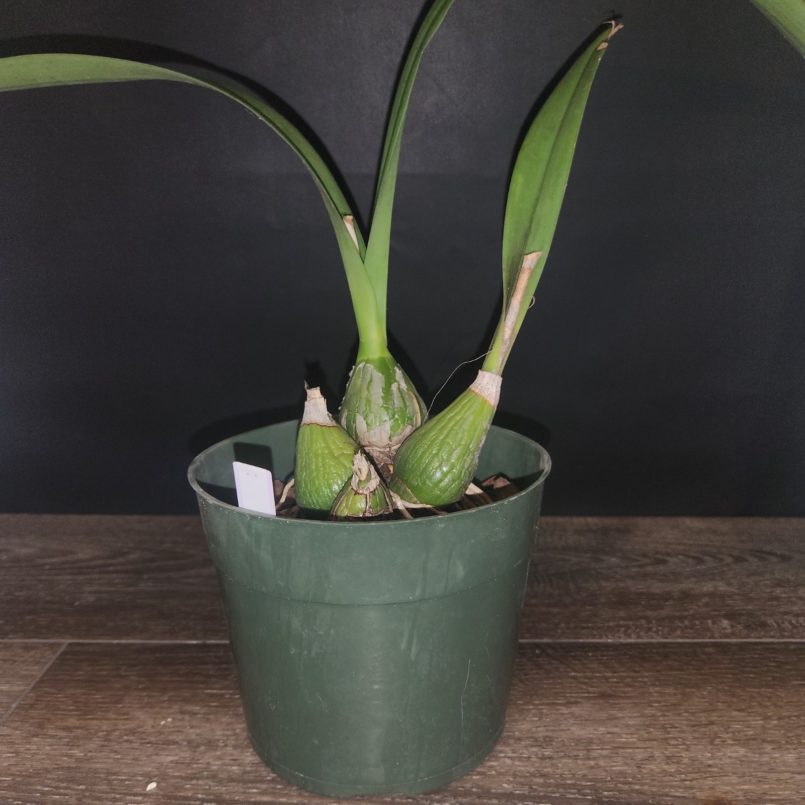 Encyclia Rioclarense 6″ Pot BS Division