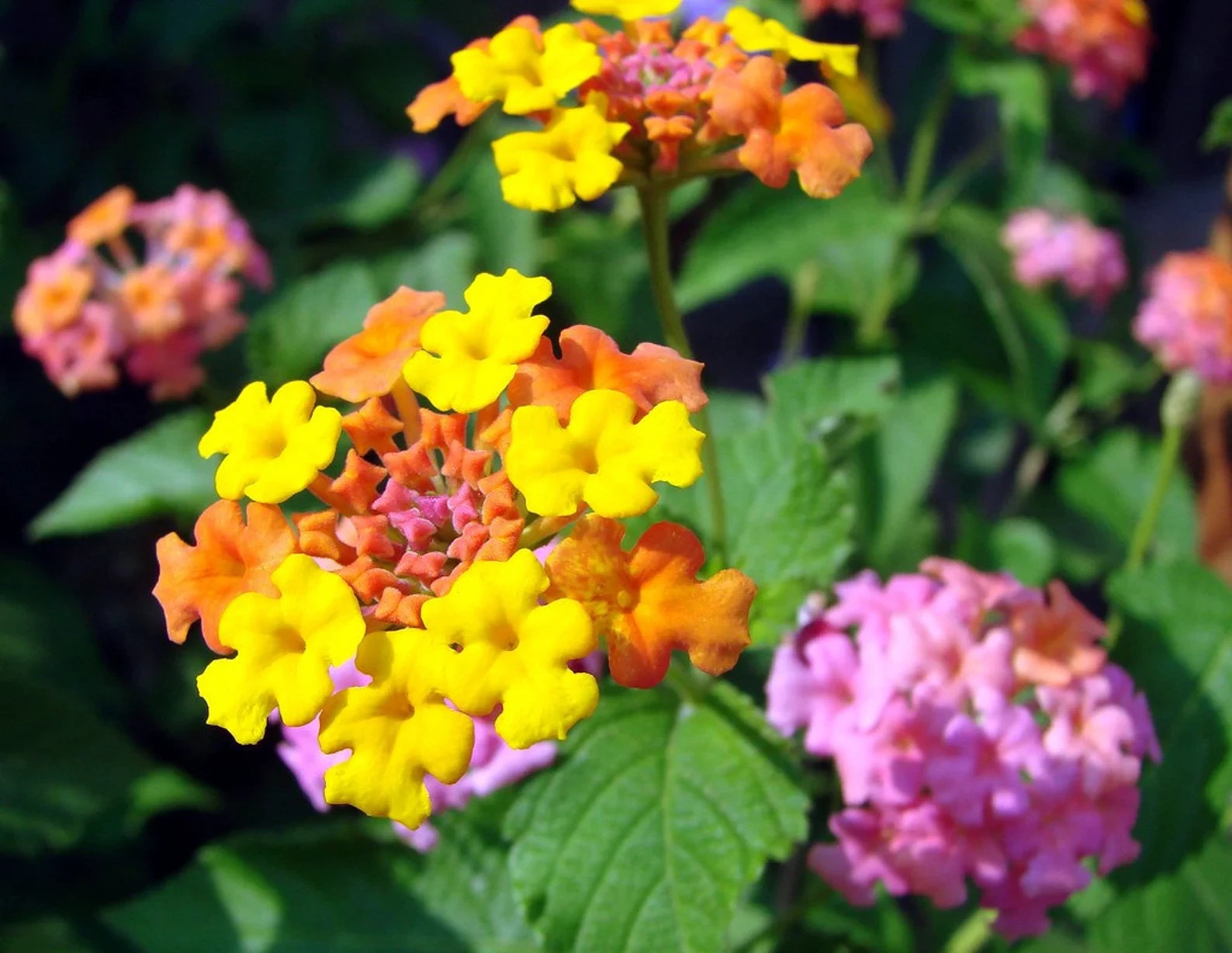 Miss Huff Lantana Camara-3.5 in pot- Repel Mosquito-Attract Butterfly-USA farm