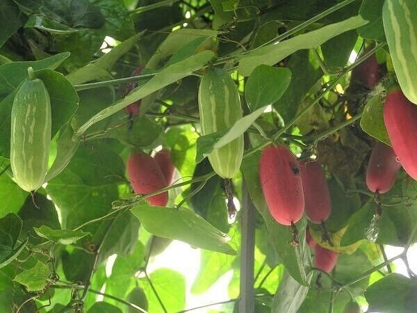 Tindora Plant Live Starter 8-12″ in pot Fast Growing, High Yield, Easy Care Vine