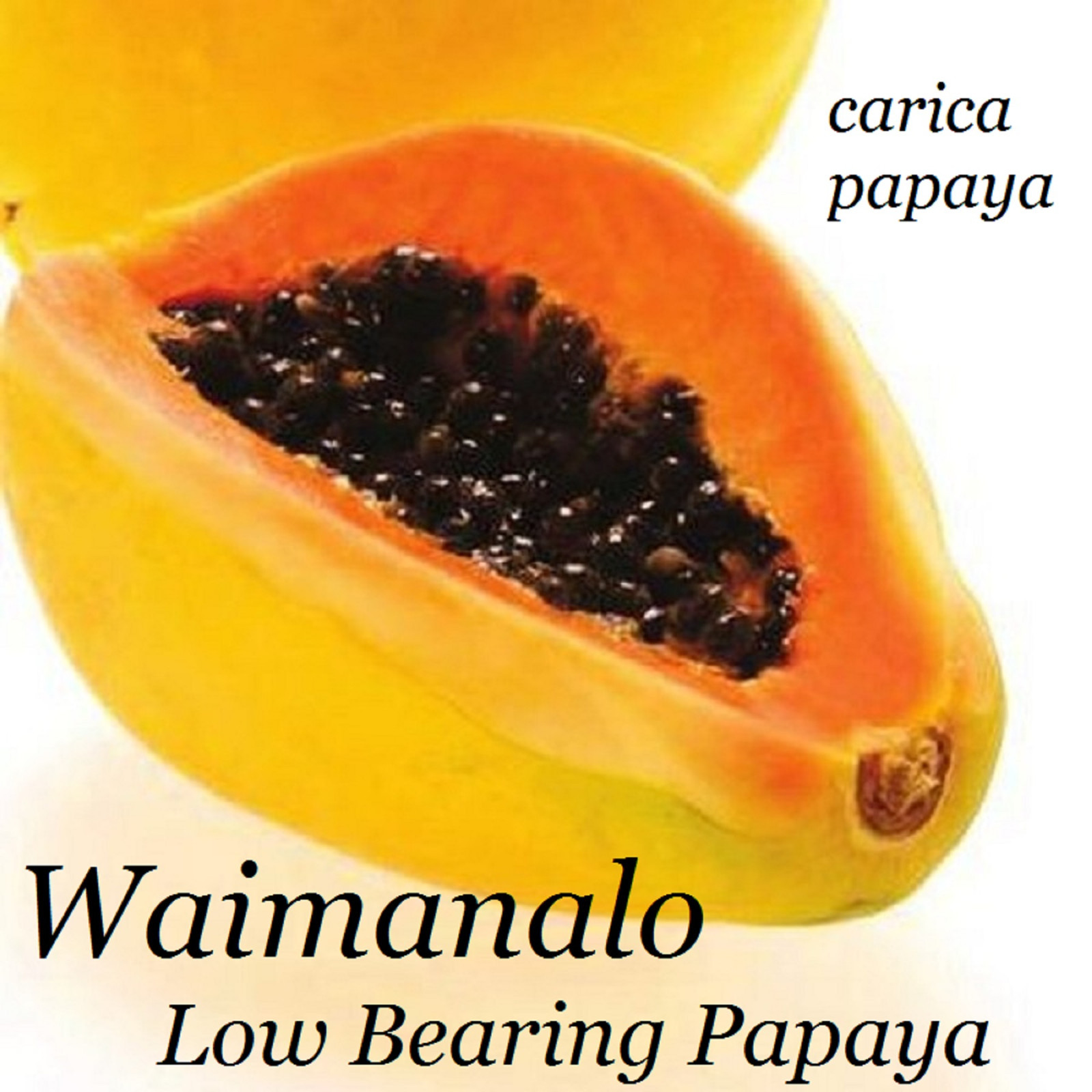 ~LAIE GOLD~ HYBRID PAPAYA Kamiya Yellow Flesh Solo X-77 UH Cultivar 60+ SEEDS