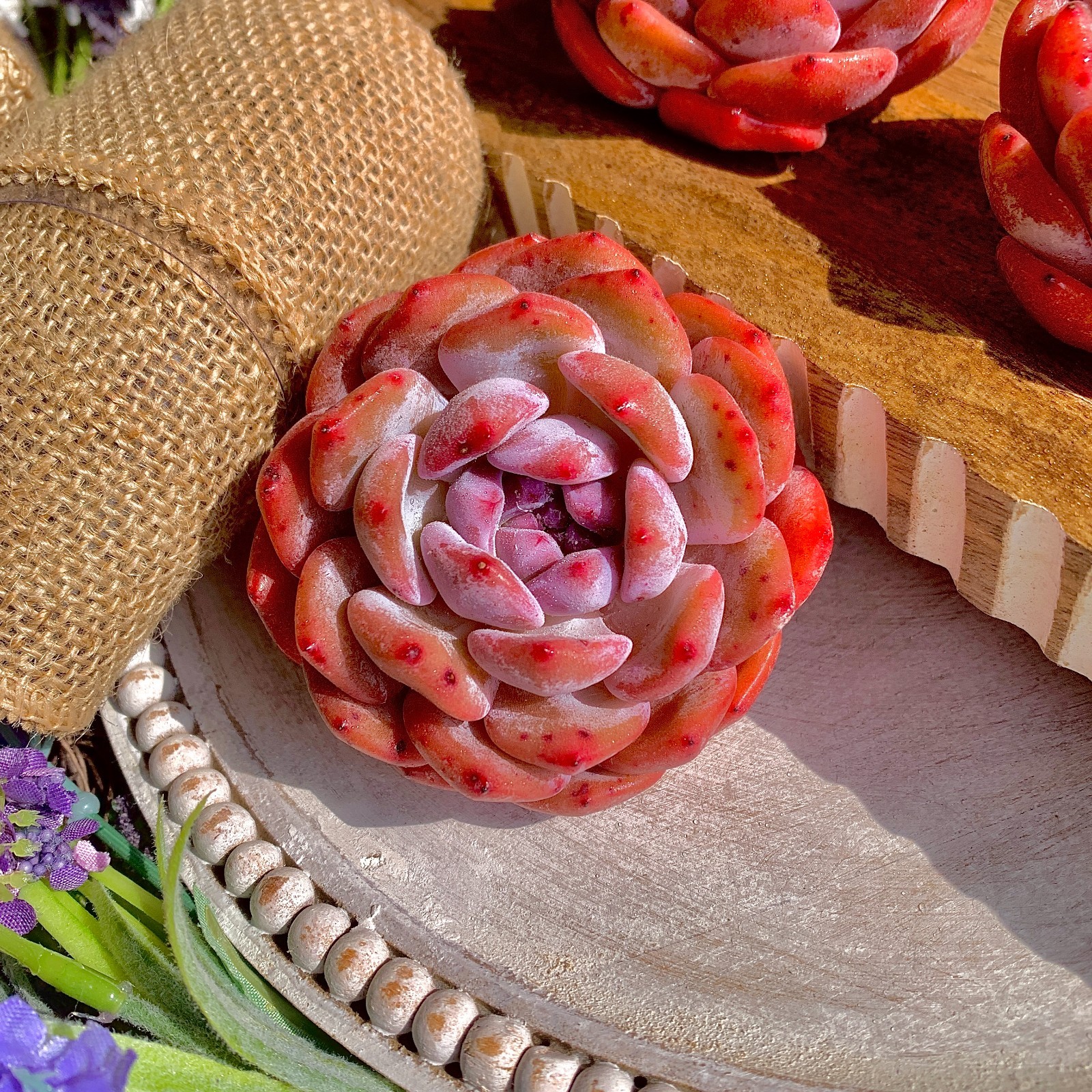 Echeveria Orange MonroeRare Succulent Plant, Bare Root Easy Care Live