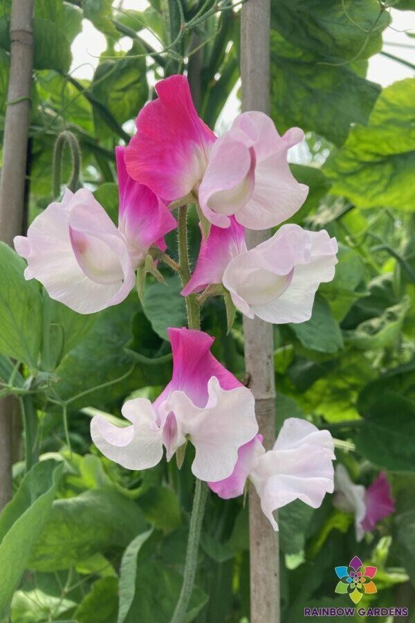 50+ Sunshine Pink Bicolour Sweet Pea Seeds for Garden – USA – FREE SHIPPING!