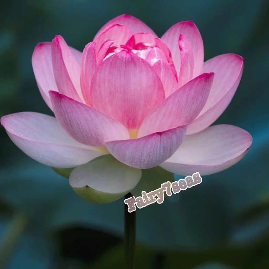 10 Lotus Nicked Seeds – Nelumbo Nucifera – Sacred Lotus Pink