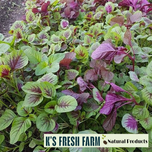 Red/Green/Garnet/Rice Spinach Amaranth Seeds-Hạt Giống Rau Dền Đỏ/Xanh/BaMàu/Cơm