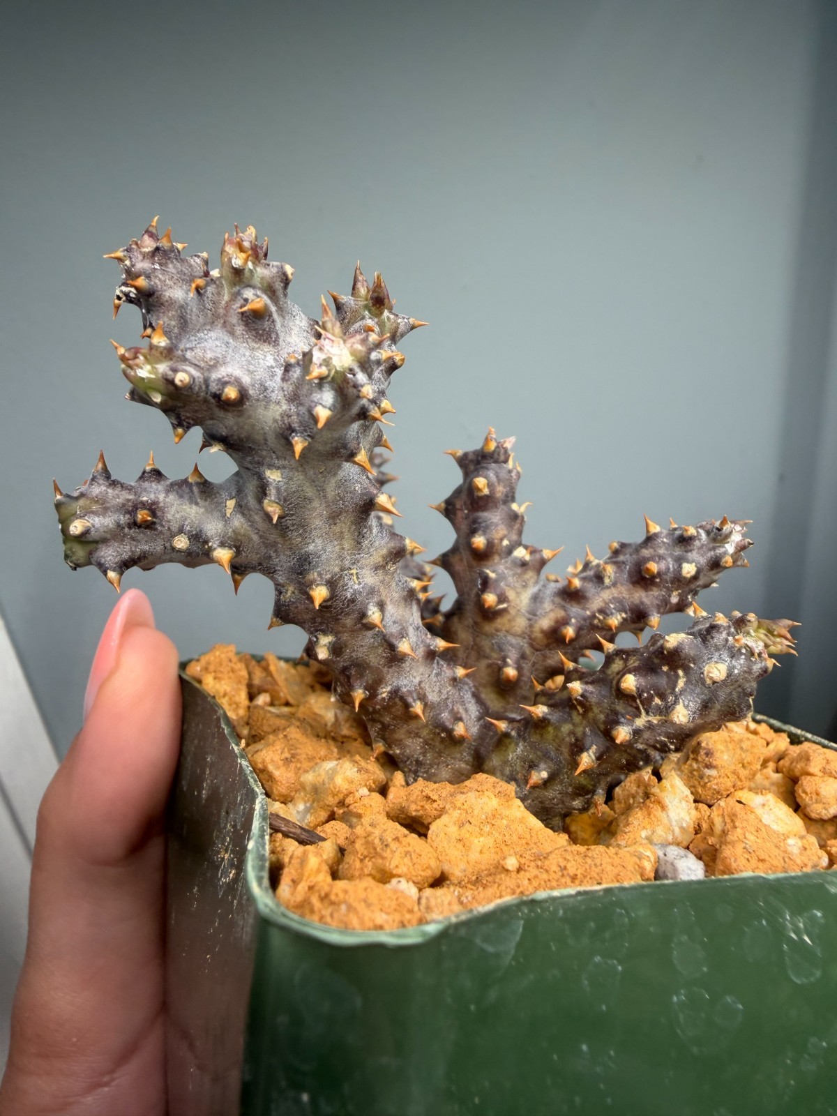 Edithcolea grandis 4″ Persian Carpet Flower Rare Starfish Succulent Plant