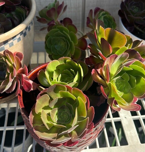 5 Fresh Stems 4-7” Tall Green /Red Aeonium Succulent Indoor Outdoor Hardy Plant