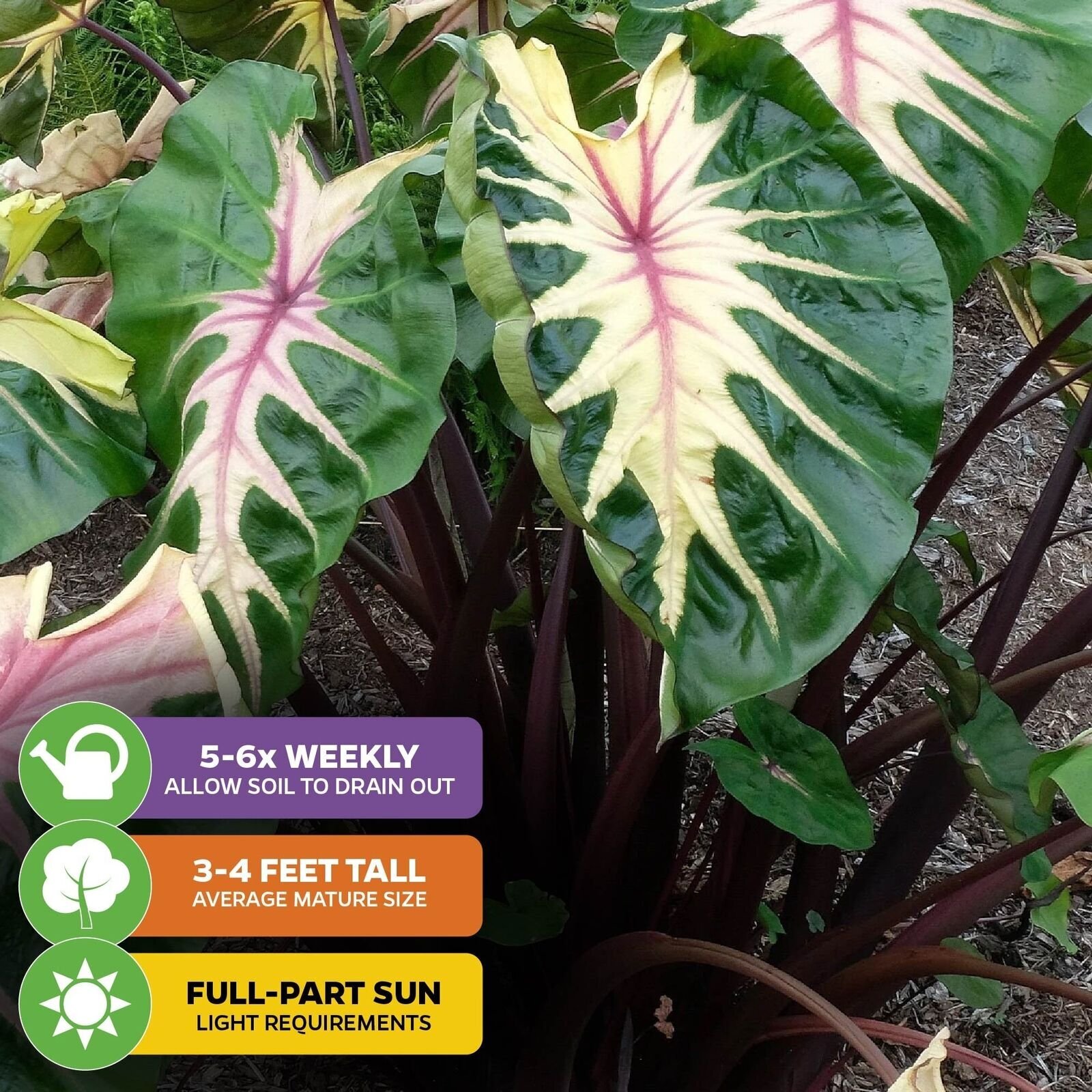 Waikiki Elephant Ear – Colocasia esculenta – Live Plant
