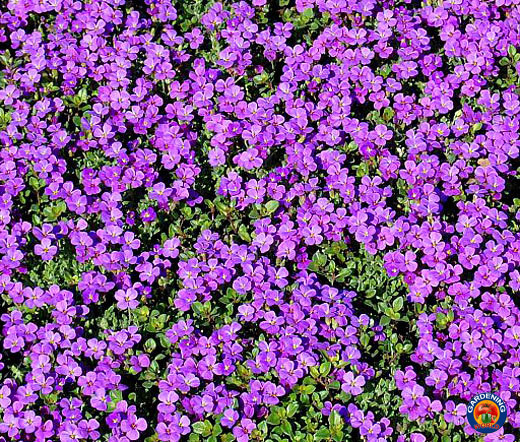 5,000 PURPLE ROCKCRESS Aubrieta Deltoidea Flower Seeds Ground Cover
