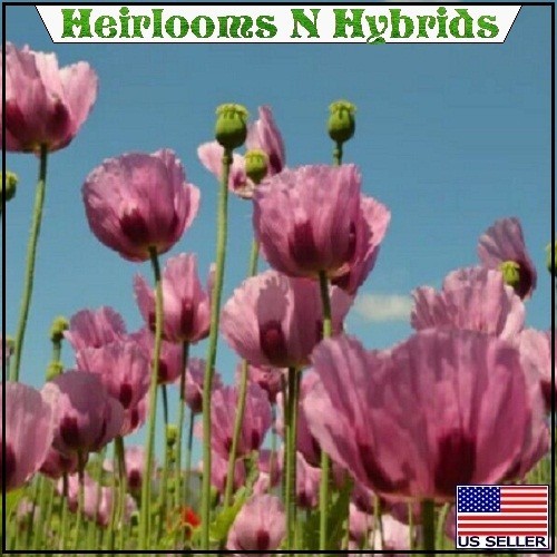 Turkish Papaever Somniferum Poppy Seeds 5,000-20,000 Imported Fresh For Planting