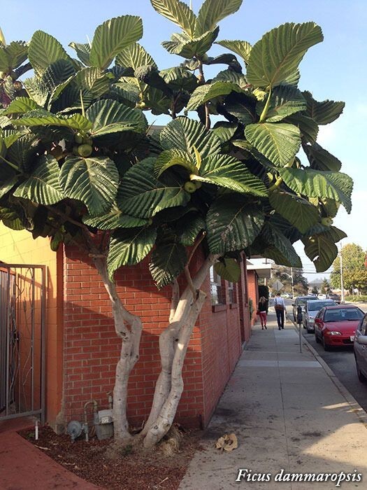 Rare Dinner Plate Fig (Ficus dammaropsis)- starter plant , as pictured