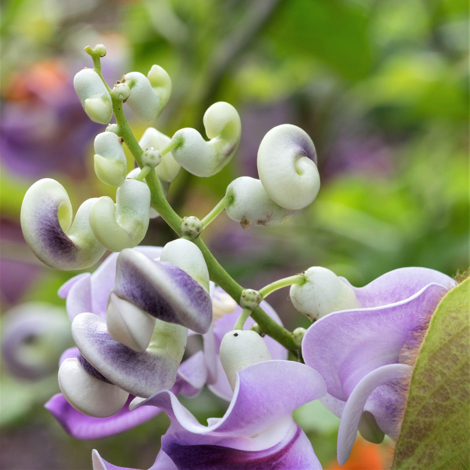 Corkscrew Vine 1 Potted Plant Rooted in a Quart Pot, Easy to Grow