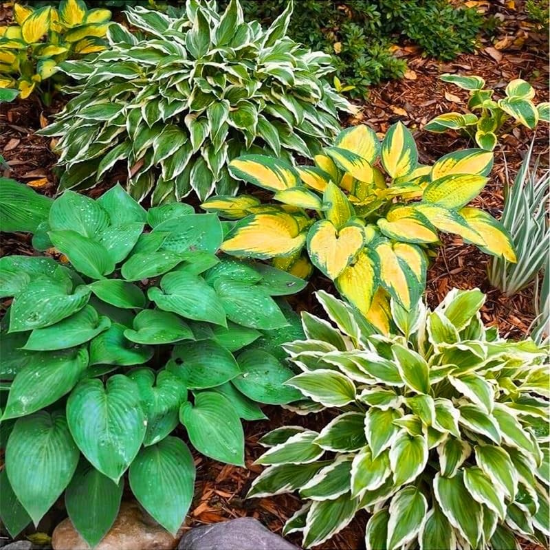 185+ Mixed Color Hosta Seeds for Planting Outdoors- Shade/Cold Tolerant blue