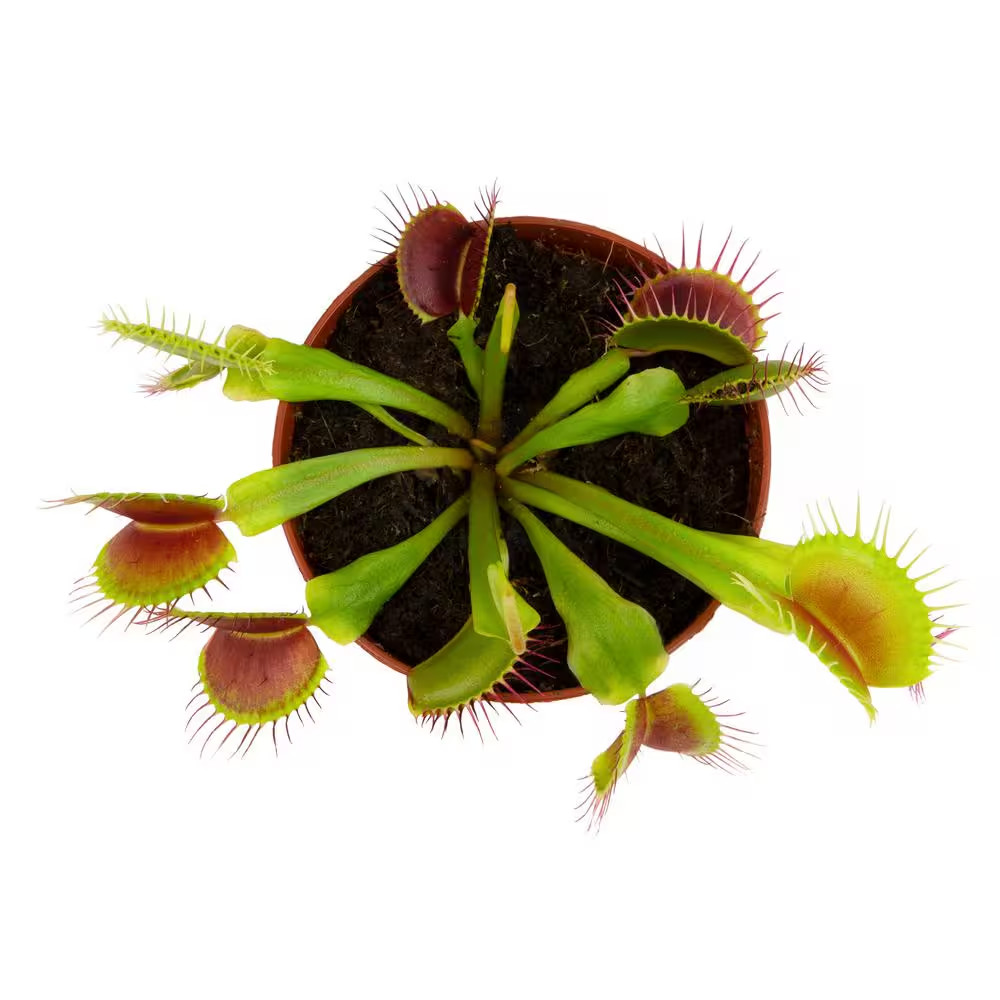 Live Venus Flytrap Carnivorous Plant, Pet Friendly Houseplant, 3 In. Grower Pot,