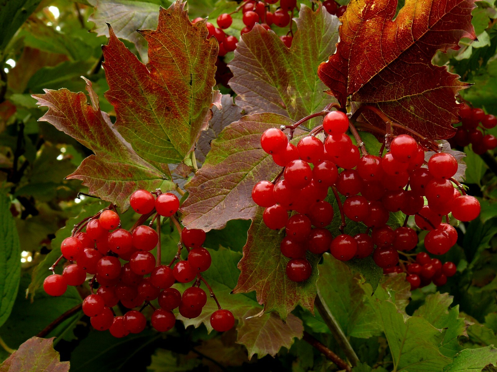 Highbush Cranberry {Viburnum Trilobum} High Yield 20+ seeds Free US Shipping!