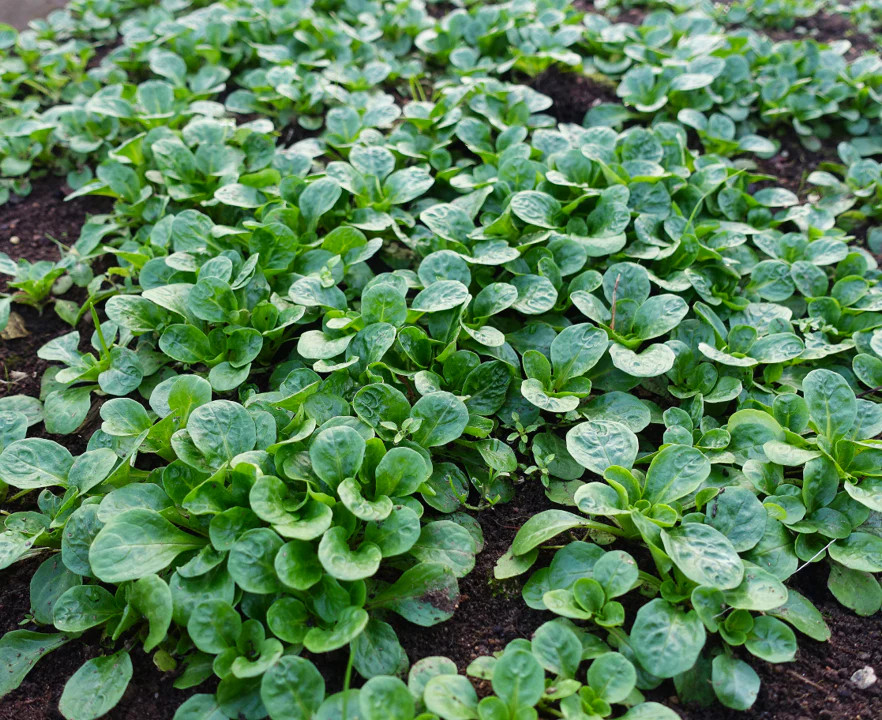 Dutch Corn Salad Seeds (Mache or Lamb’s Lettuce) | Spinach Fall Garden Seed 2024