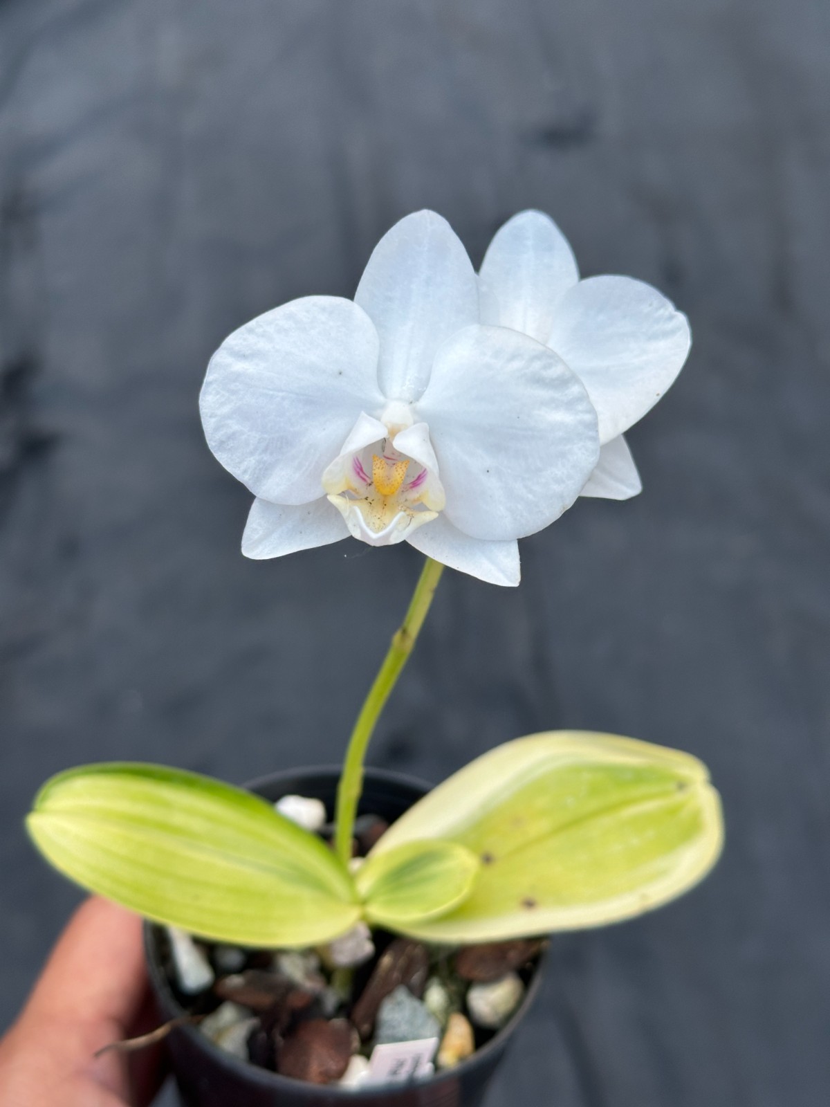 SUMMER SALE – LOVELY SE ASIA PHAL ORCHID SPECIES VARIEGATED amabilis BS