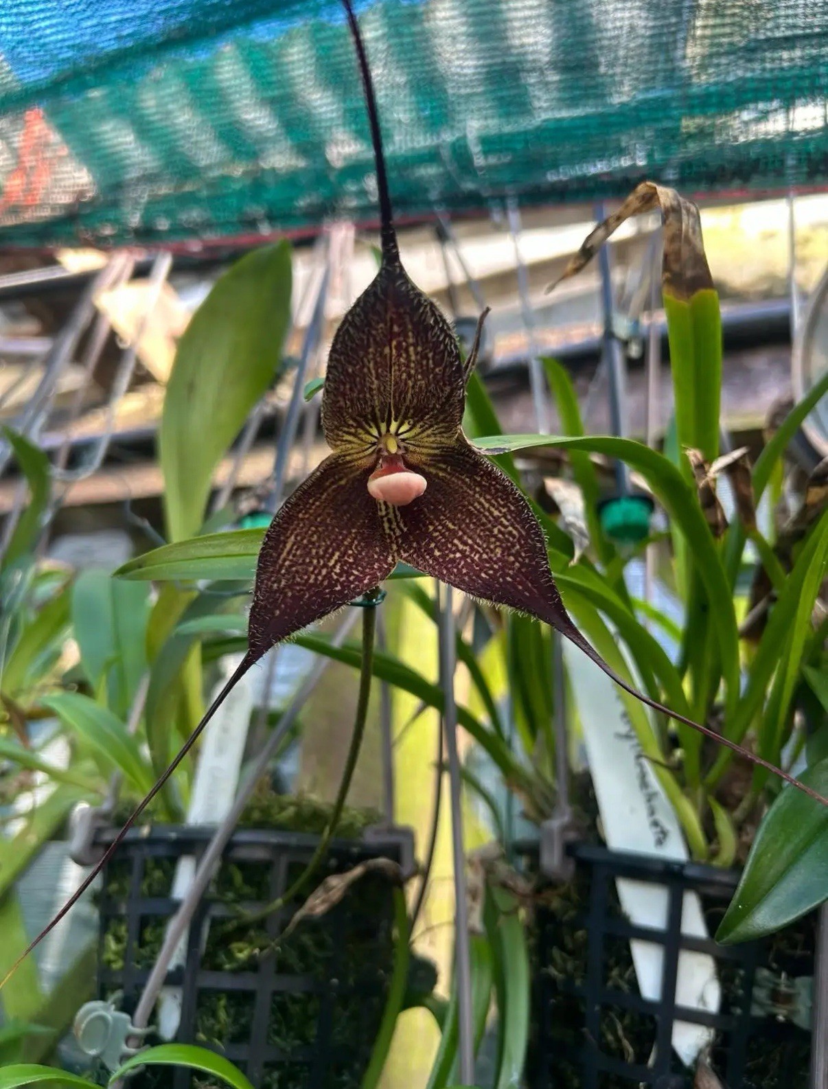 Dracula hirtzii ‘Blackie’ Orchid Species Bloom Size Division 1.5-2” Pot