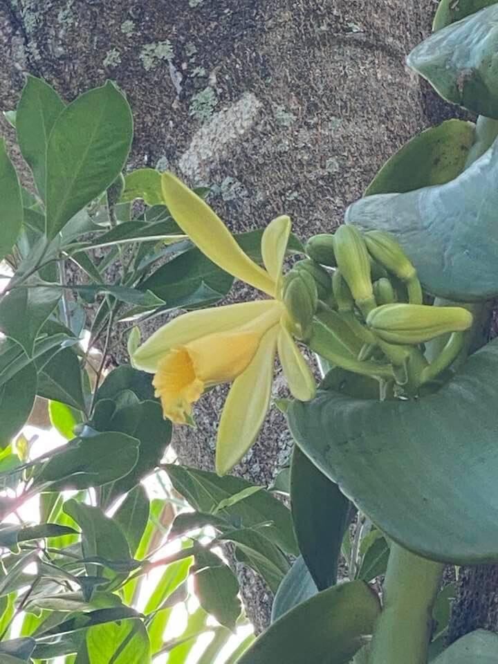 BLOW OUT SALE ONE FOOT CUTTING Green Vanilla planifolia Orchid