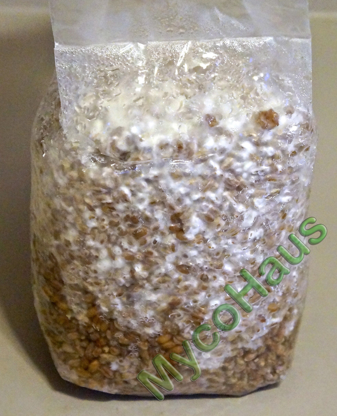 MycoHaus 8 lbs ( 4 pack ) sterilized rye grain berries mushroom spawn grow bag