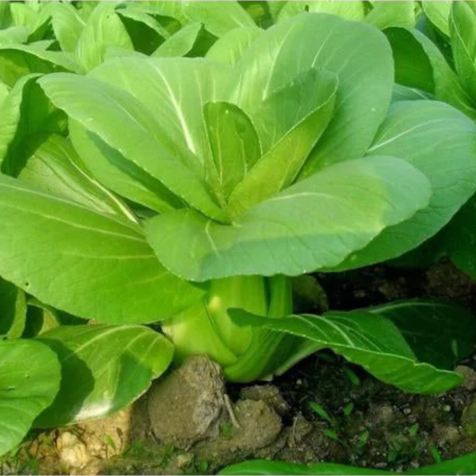 1000pcs ‘All Year Round’ Chinese Cabbage Seeds – Heirloom & Organic, Non-GMO
