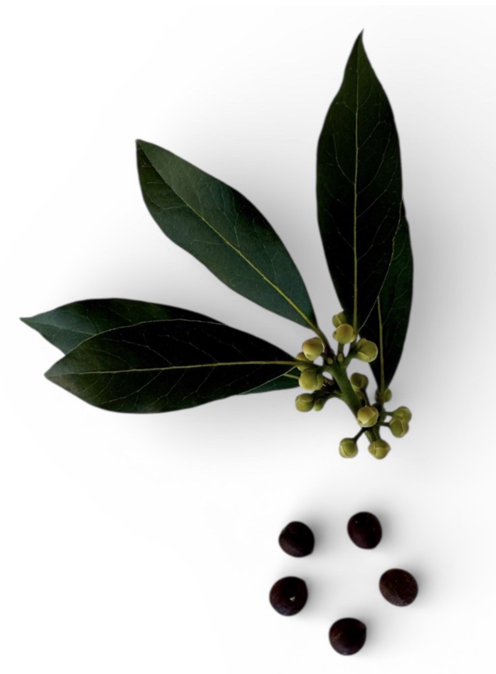 Sweet Bay laurel Tree {Laurus nobilis} 2026 Harvest Pre-Stratified 8 seeds