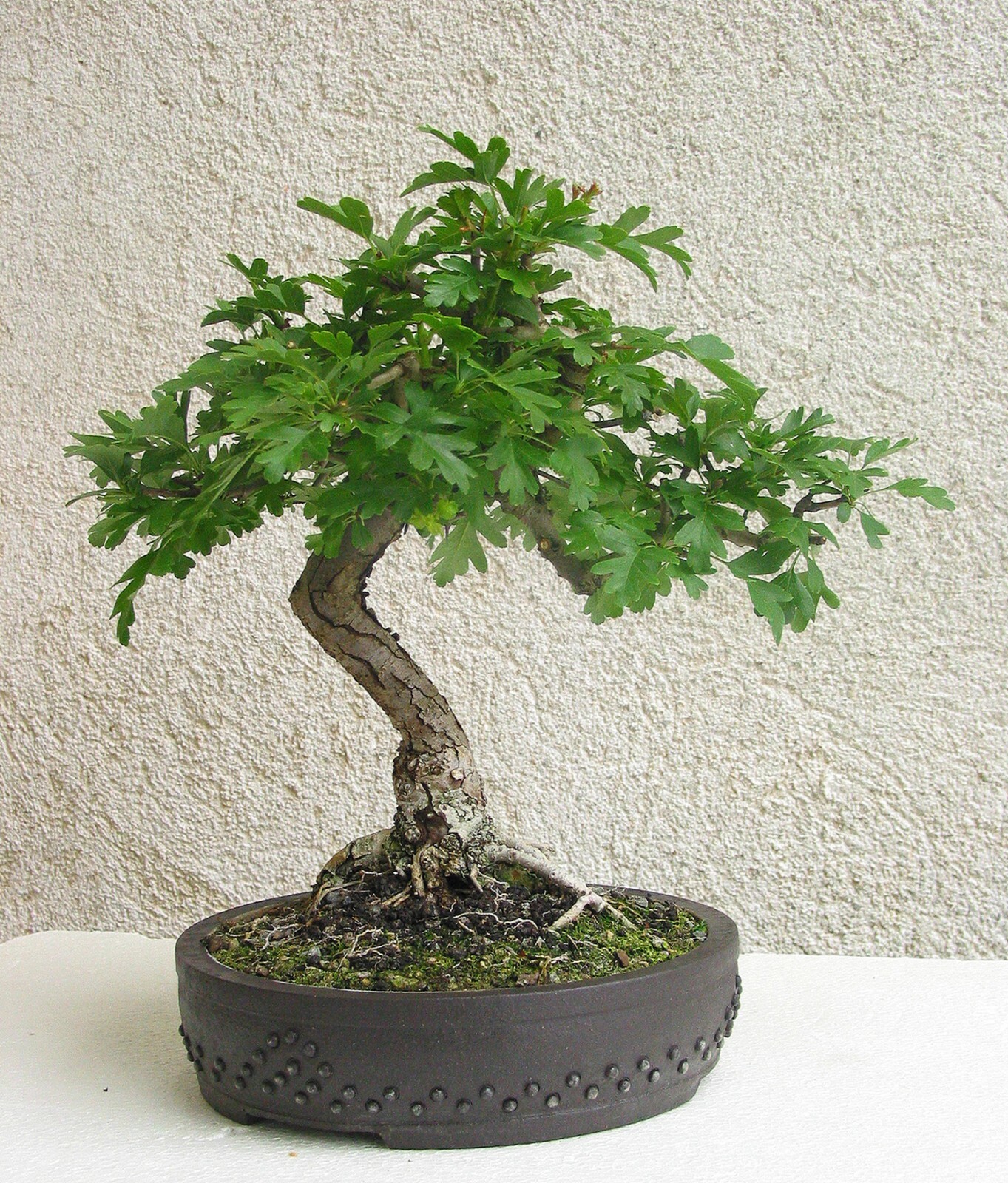 English Hawthorn, Crataegus laevigata, Tree Seeds