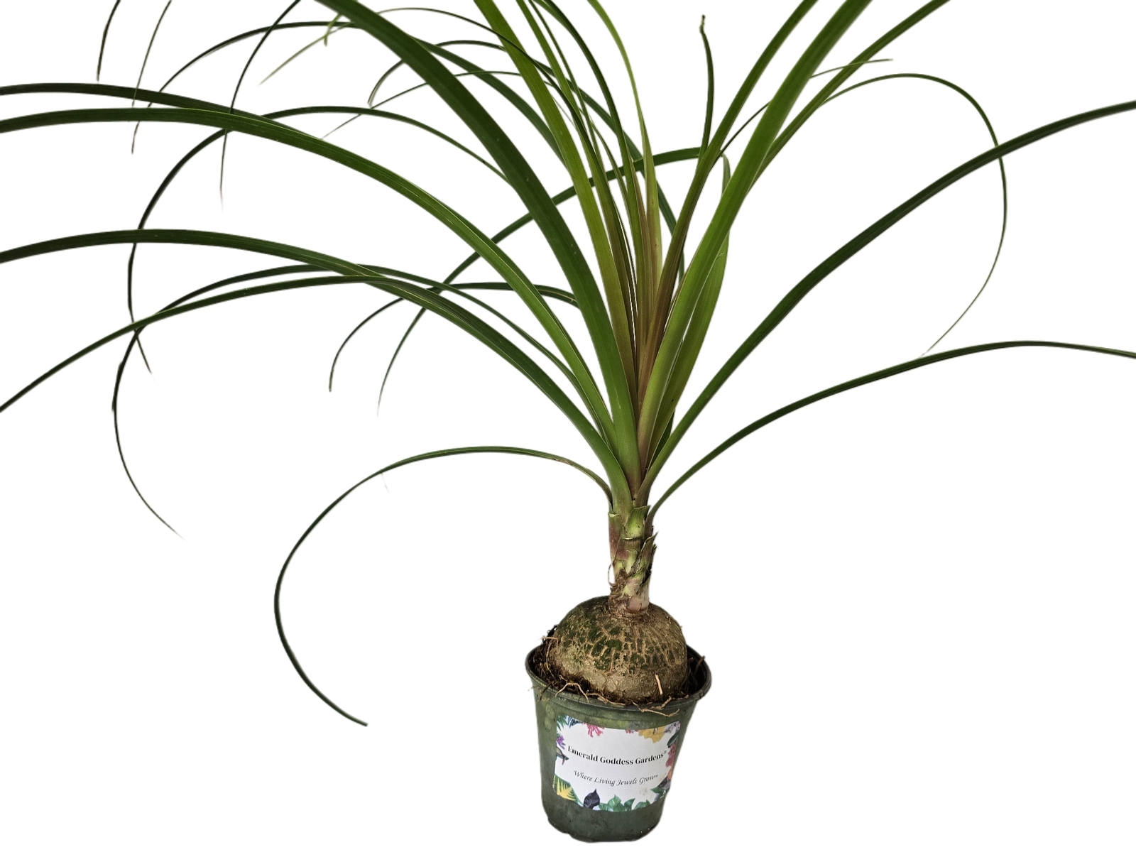 XLarge Live Pony Tail Palm Plant Unique Indoor Outdoor Starter 4 Inch