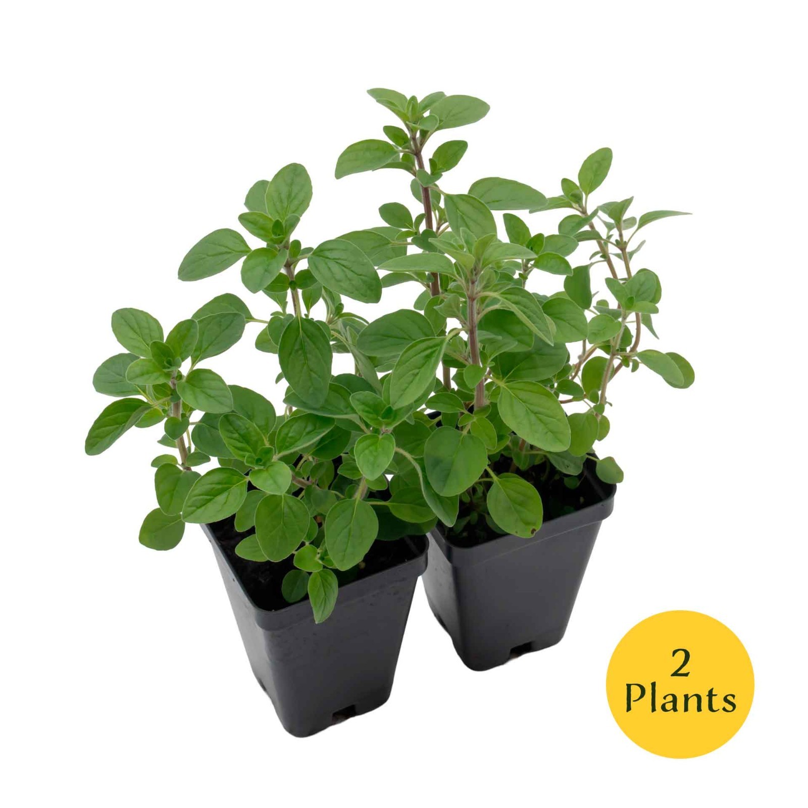 Common Oregano (Origanum vulgare) in 3.5″ Nursery Cubes, Aromatic Edible Herbs