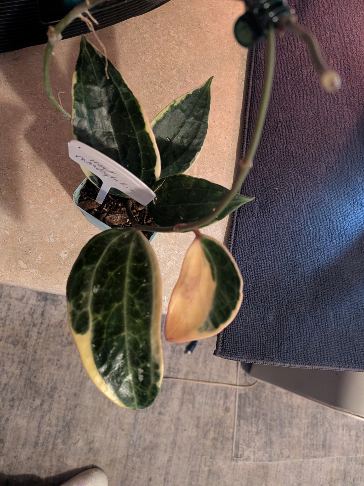 Hoya Macrophylla Variegated Indoor & Outdoor Tropical Houseplant in 4″ Pot