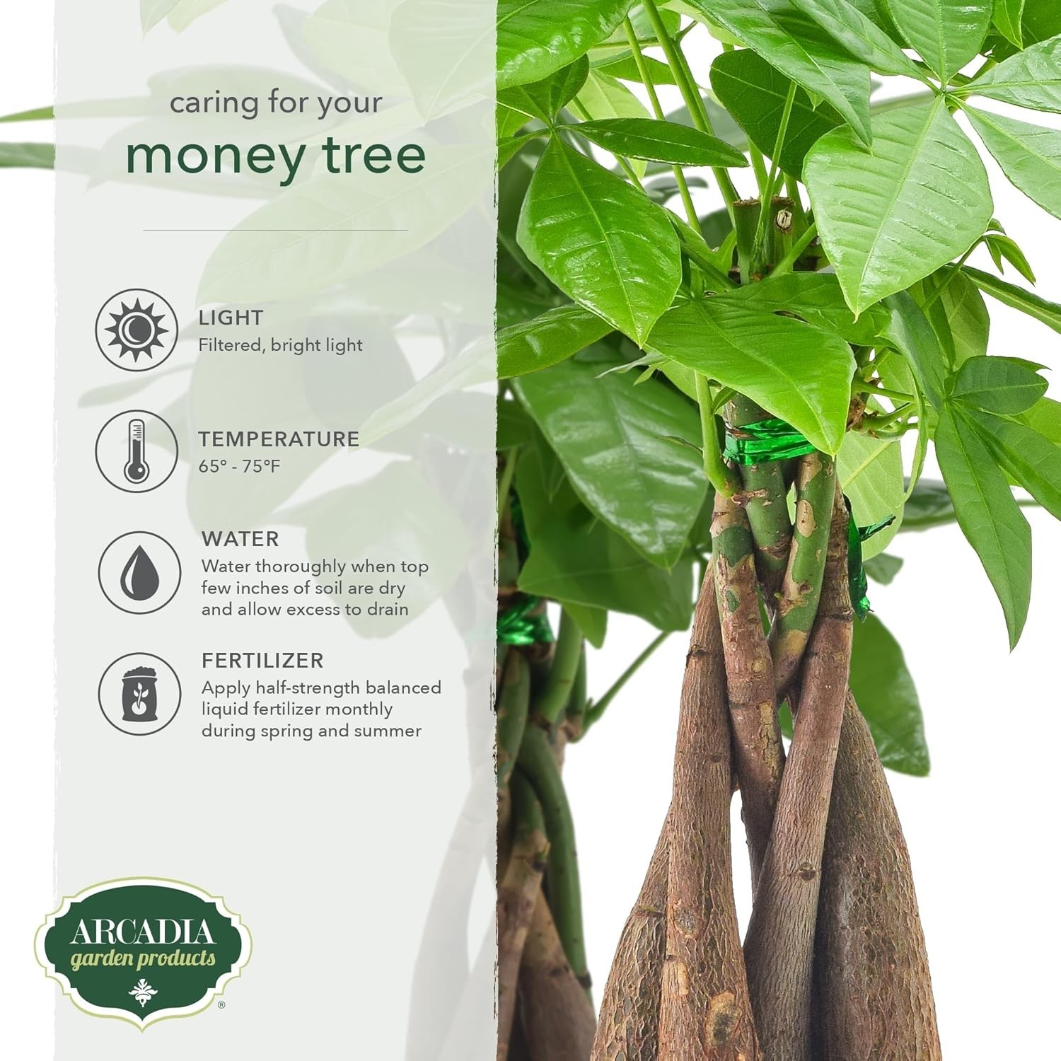 Live Braided Money Tree Pachira Aquatica Indoor Houseplant in Arcadia Garden …