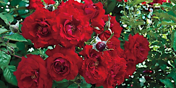 JAPANESE RED ROSE BUSH FLOWER SEEDS Rosa Rugosa Rubra Garden Hardy Flower Plant