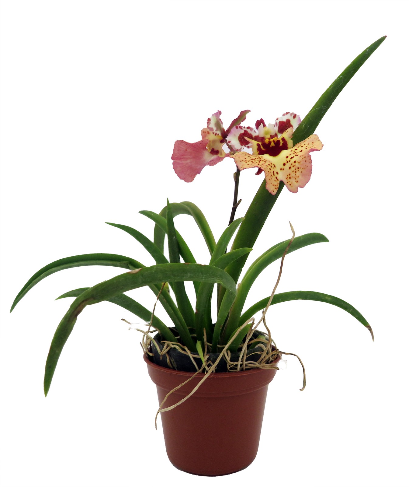 Tiny Dancer- Tolumnia- Miniature Orchid Plant without Flower Spike – 2″ Pot –